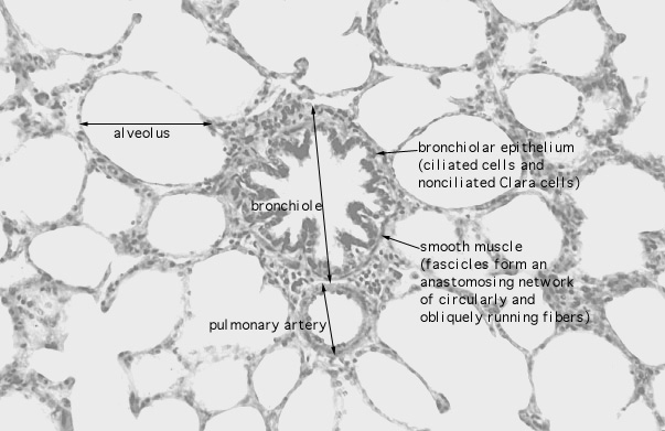  lung (sheep), bronchiole 