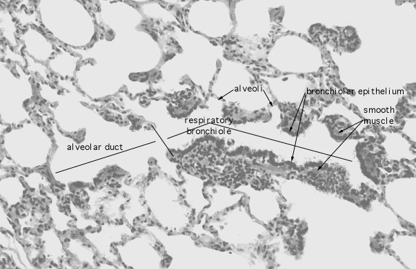  lung (sheep), respiratory bronchiole 