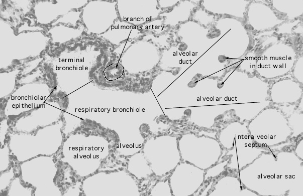  lung (sheep), alveolar duct 