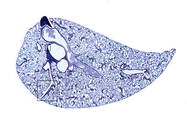  lung (mouse) 