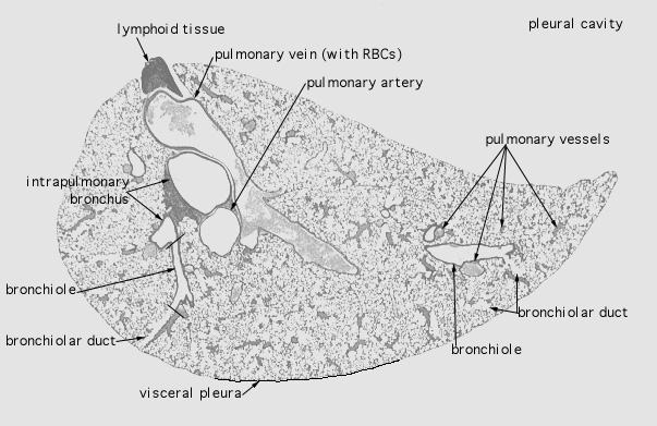  lung (mouse) 