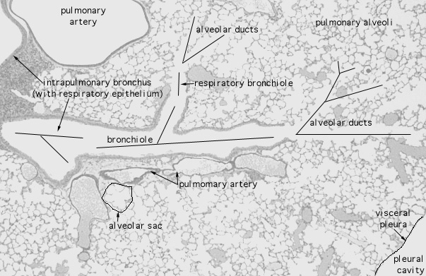  lung (mouse) 