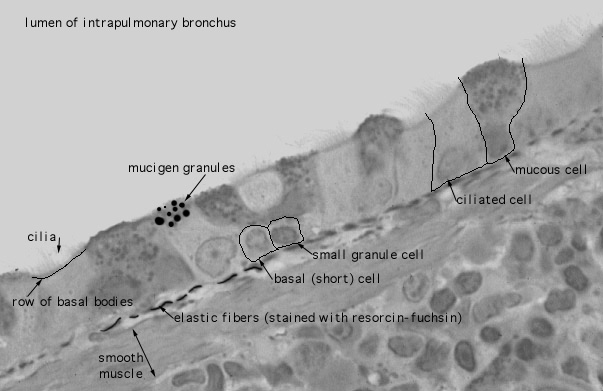  lung (mouse), respiratory epithelium 