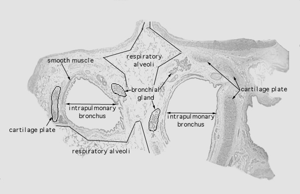  lung (human), intrapulmonary bronchus 