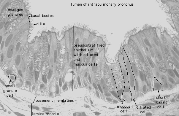  lung (human), respiratory epithelium 