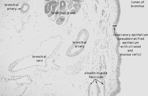  lung (human), bronchial artery and vein 