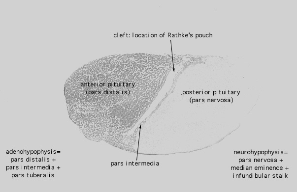  pituitary gland, azocarmine 