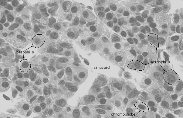  anterior pituitary gland, H&E 