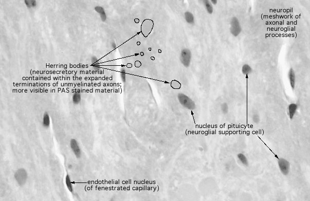  pituitary gland, posterior, pituicytes 