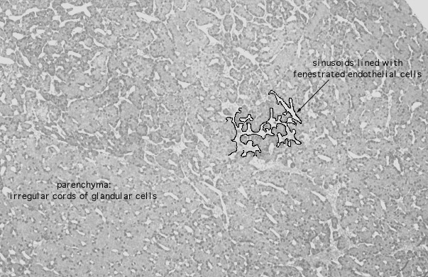  pituitary gland, posterior 