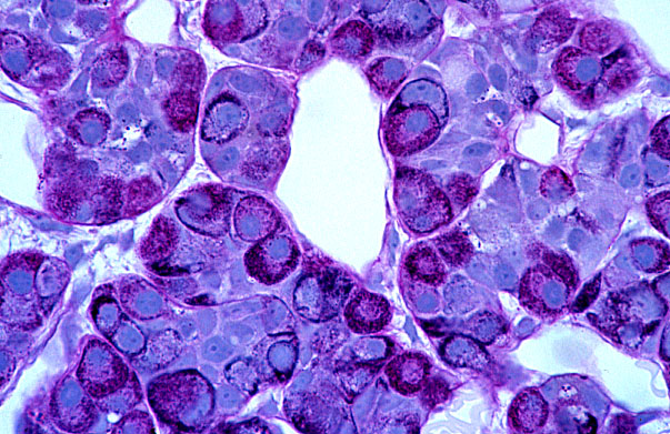 pituitary gland, anterior 
