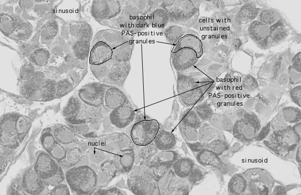  pituitary gland, anterior 