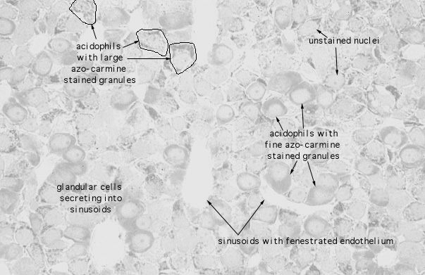  anterior pituitary gland, azocarmine 