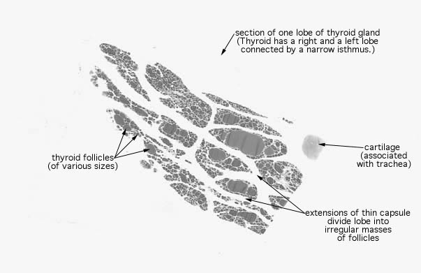  thyroid gland 