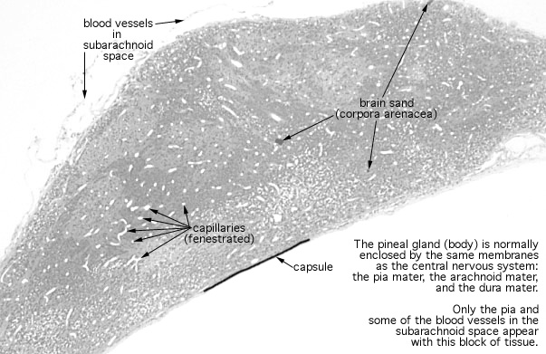  pineal gland 