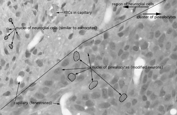  pineal gland, pinealocytes and glial cells 