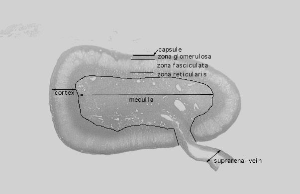  adrenal gland 