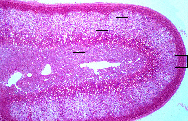 adrenal gland, cortex and medulla 