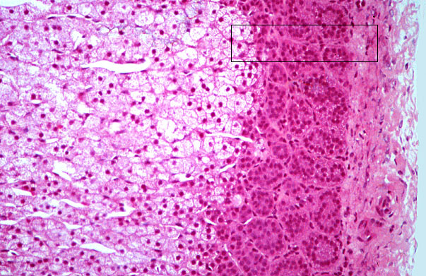  adrenal gland, cortex; zona fasciculata and glomerulosa 