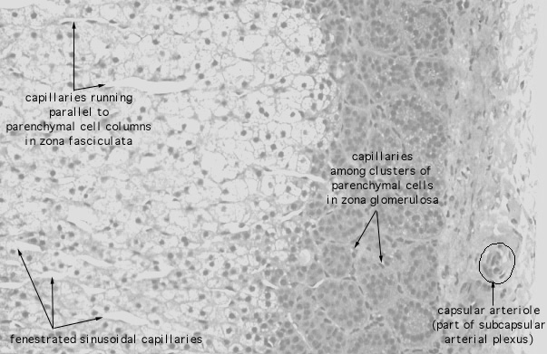  adrenal gland, cortex; zona fasciculata and glomerulosa 