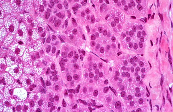  adrenal gland, cortex; zona glomerulosa 
