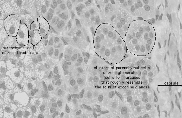  adrenal gland, cortex; zona glomerulosa 