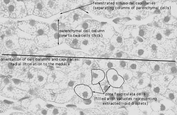  adrenal gland, cortex; zona fasciculata 