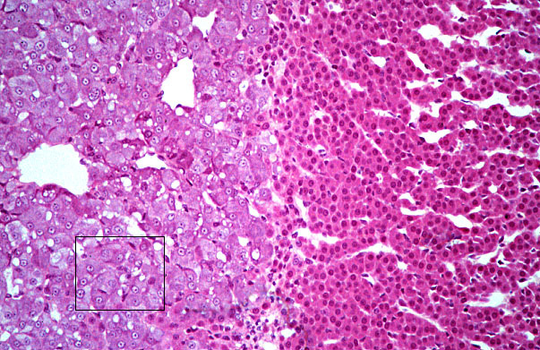  adrenal gland, reticularis and medulla 