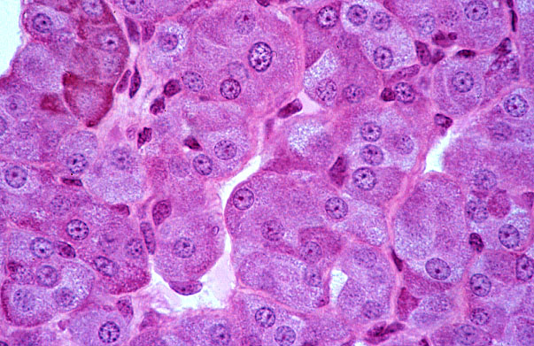  adrenal gland, chromaffin cells 