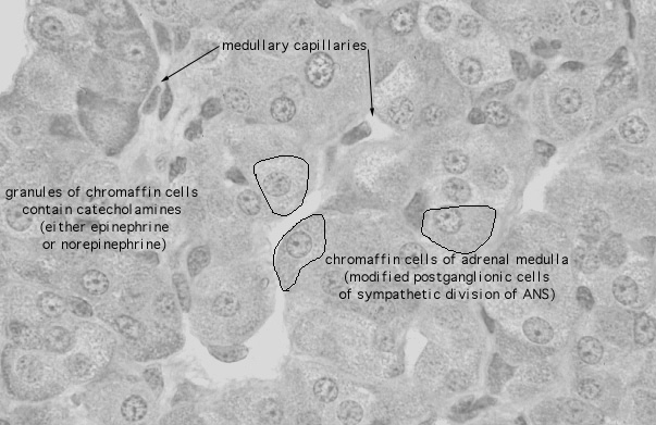  adrenal gland, chromaffin cells 
