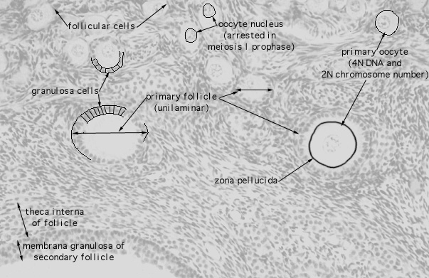  ovary, primary and secondary and primordial follicles 