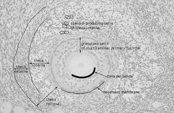  ovary, multilaminar primary follicle 