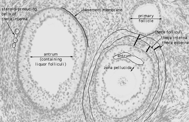  ovary, primary and secondary follicles 