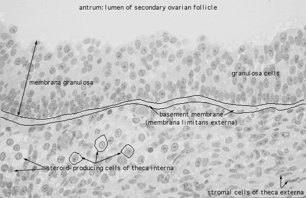  ovary, membrana granulosa 