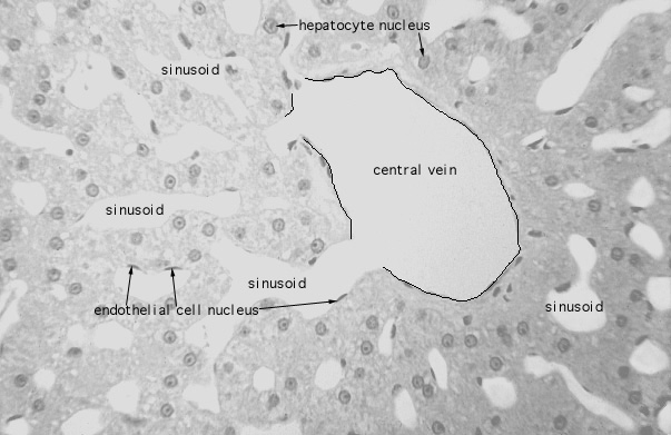  liver; central veins 