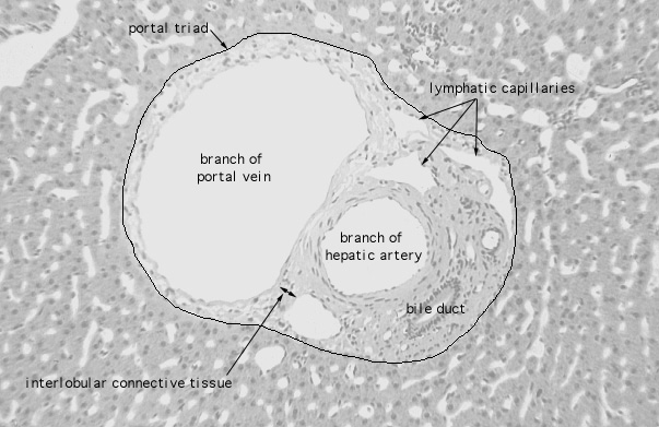  liver; portal triad 