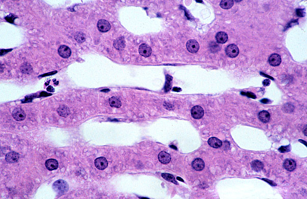  liver; sinusoids and Kupffer cells 