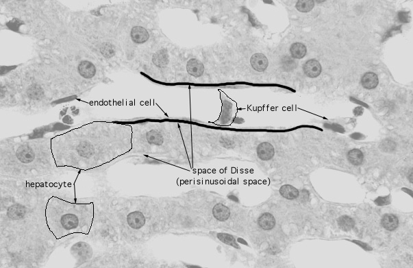  liver; sinusoids and Kupffer cells 