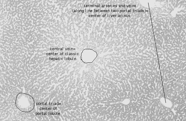  liver; classic lobule 