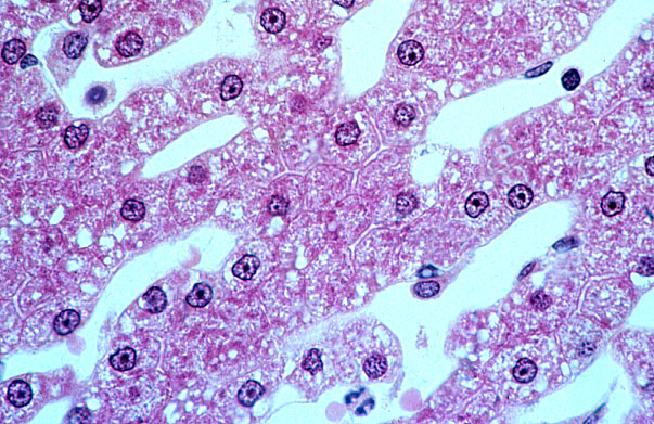  liver; bile caniculi 
