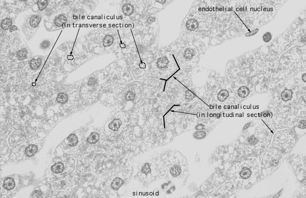  liver; bile caniculi 