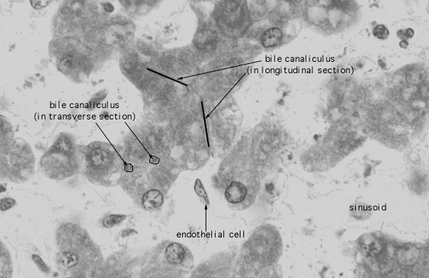  liver, PTAH; bile canaliculus 