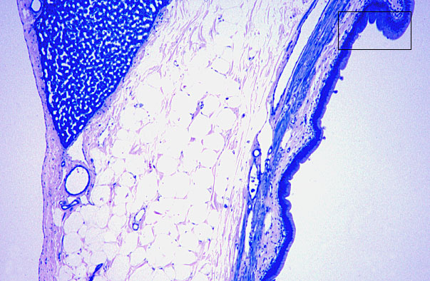  simple columnar epithelium 