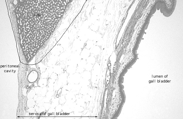 simple columnar epithelium 