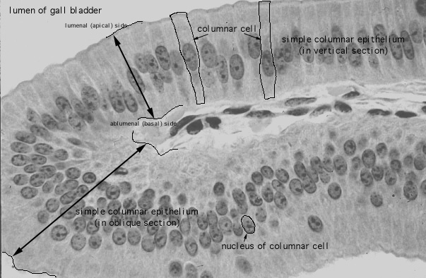  simple columnar epithelium 