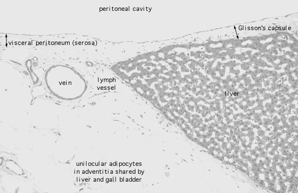  liver, capsule 