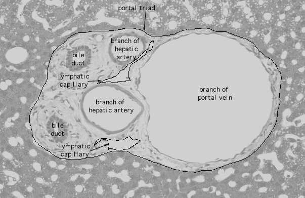  liver, large portal triad 