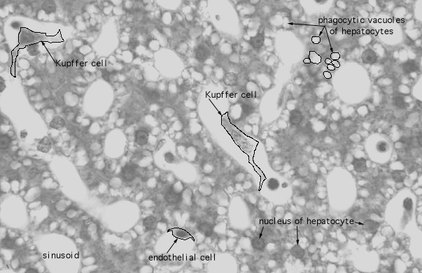  liver, sinusoids and Kupffer cells 