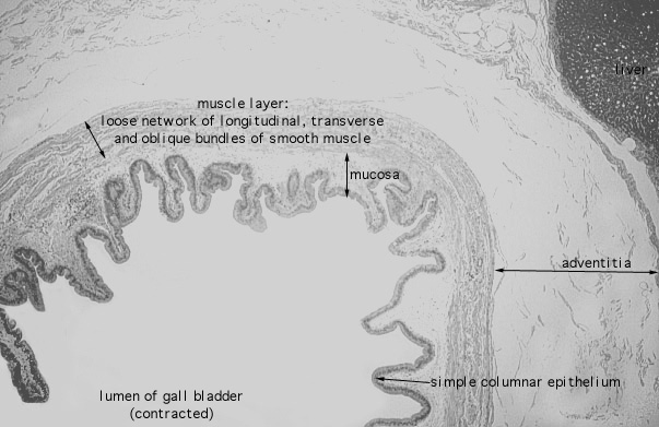  gall bladder 