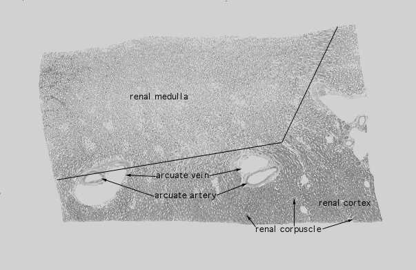  kidney, medulla, vasculature 
